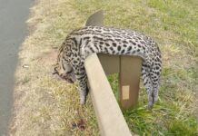 Jaguatirica é encontrada morta na Rodovia Euclides da Cunha