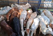 Frigorífico de Guapiaçu é alvo de operação contra quadrilha suspeita de furtar e abater gado ilegalmente