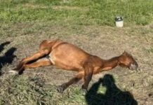 Cavalo é resgatado em situação de maus-tratos em Araçatuba