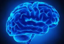 Dia Mundial do Cérebro: um convite ao cuidado com quem comanda tudo