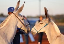 Encontro de Muladeiros é o maior sucesso em Votuporanga