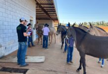 Alunos de Veterinária da Unifev participam dos bastidores do Encontro de Muladeiros em Votuporanga