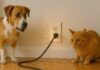 Entenda os riscos relacionados à eletricidade com pets em casa