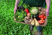 No Dia do Feirante, especialista do Sebrae-SP destaca papel das feiras para o desenvolvimento local