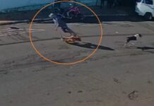 Idoso é ‘atropelado’ por cachorro que corria na rua, bate cabeça e é internado na UTI