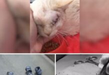 Gato tem olho retirado após ser atingido por tiros de chumbinho em Urupês