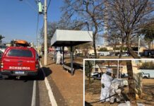 Quatro pessoas são atacadas por abelhas em avenida de Rio Preto