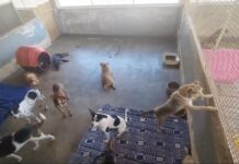 Três cães e seis gatos são encontrados mortos em Araçatuba