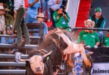 Touro Acesso Negado estreia em Barretos com bom desempenho