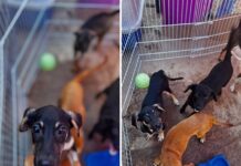 Setembro Amarelo: amor dos animais transforma vidas e fortalece a saúde mental