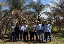 Instituto Agronômico de Votuporanga recebe visita de pesquisadores com foco em estudo sobre macaúba