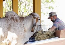 EXPO Rio Preto recebe primeiros animais das raças Gir, Girolando e Sindi que participarão do torneio leiteiro