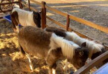 Inédita na EXPO Rio Preto, Fazendinha interativa atrai crianças e adultos em experiência rural com animais