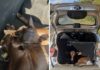 Polícia Civil apreende bezerro furtado em porta-malas de carro