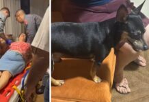 Cachorro pinscher morre e mulher fratura a coluna após ataque de pit bull em Birigui