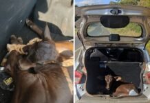 Polícia Civil apreende bezerro furtado em porta-malas de carro