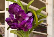 Flores e Cultura: começa amanhã a 26ª Exposição Nacional de Orquídeas