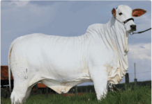 Henrique & Juliano trazem a força da genética Nelore para a 62ª EXPO Rio Preto