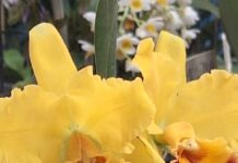 Exposição Nacional de Orquídeas chega à 26ª edição em Votuporanga