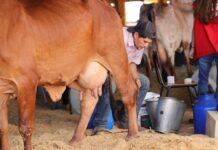 Debate sobre o leite abre 3ª edição da Intertech Agro