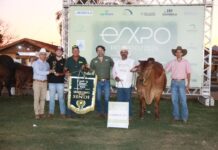 Raça Sindi brilha na exposição Nacional e conhece a Grande Campeã na 62ª EXPO Rio Preto