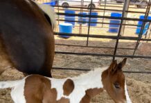 Potra nascida na 62ª EXPO Rio Preto ganha concurso para escolha do nome