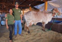 62ª EXPO Rio Preto: Elba FIV MS Santa Fé é a grande campeã do torneio Gir Leiteiro