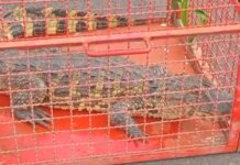 Jacaré é resgatado em quintal de UBS em Castilho