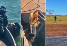 Polícia Ambiental resgata tamanduá-mirim na Represa de Água Vermelha