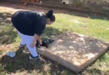 Homem é preso suspeito de cortar perna de cachorro com faca de cozinha em Santo Antônio do Aracanguá