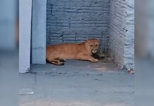 Onça-parda assusta moradores ao ser flagrada andando por bairro em Cedral
