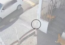 Maníaco do chumbinho: idoso é preso suspeito de envenenar cães em Jales