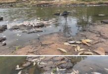 Polícia e Cetesb investigam a mortandade de peixes após rompimento de tubulação de usina em Meridiano