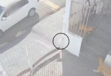 Polícia investiga série de mortes de cães com suspeita de envenenamento por ‘chumbinho’ após sintomas semelhantes