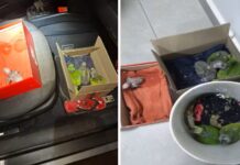 Homem é autuado por comercializar filhotes de papagaio-verdadeiro
