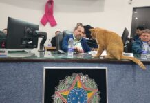 Vereador Daniel David propõe criação do ‘SAMU Pet’