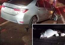 Duas pessoas ficam feridas após carro bater contra boi em rodovia