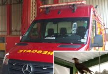 Gavião entra em supermercado de Votuporanga e acaba resgatado pelo Corpo de Bombeiros