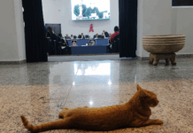 Votuporanga estuda criação da Secretaria Municipal da Mulher