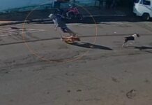 Idoso ‘atropelado’ por cachorro que corria na rua ficou tetraplégico, diz hospital