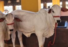 Zé Neto apresenta pela 1ª vez a raça Nelore Joy na 62ª EXPO Rio Preto