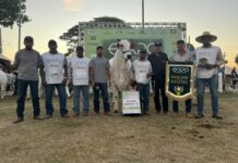 Bellatriz FIV CBA é a grande campeã da EXPO Rio Preto 2025