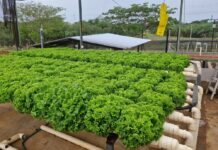 Projeto da Unifev destina hortaliças para entidades de Votuporanga