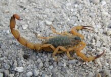 Prefeitura alerta sobre aumento de acidentes com escorpiões em Votuporanga