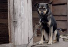 Secretaria atende mais de 250 denúncias de maus-tratos a animais em 10 meses