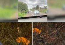 Gatos são abandonados às margens de rodovia em Rio Preto