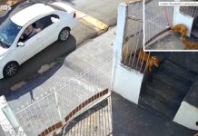 Maníaco do chumbinho é preso e multado em R$ 36 mil por envenenar animais em Jales