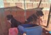 Polícia Ambiental resgata cães vítimas de maus-tratos em Pedranópolis