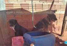 Polícia Ambiental resgata cães vítimas de maus-tratos em Pedranópolis