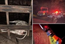 Caminhão carregado com gado tomba entre Nipoã e José Bonifácio